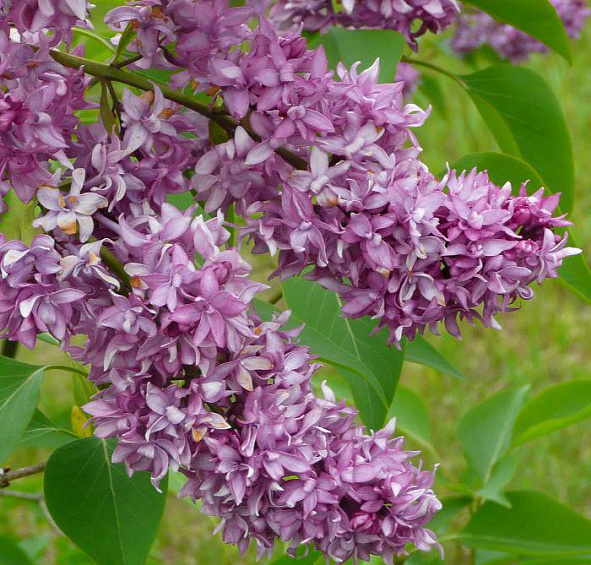 Сирень обыкновенная 'Мадам Энтони Бюхнер' (фиолетовая)