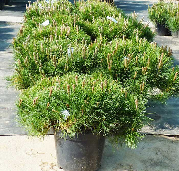 Сосна горная 'Пумилио'