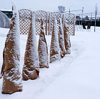 Фотоальбом Укрытие туй от зимних солнечных ожогов Укрытие туй, садовый центр "Южный". Фото 18.