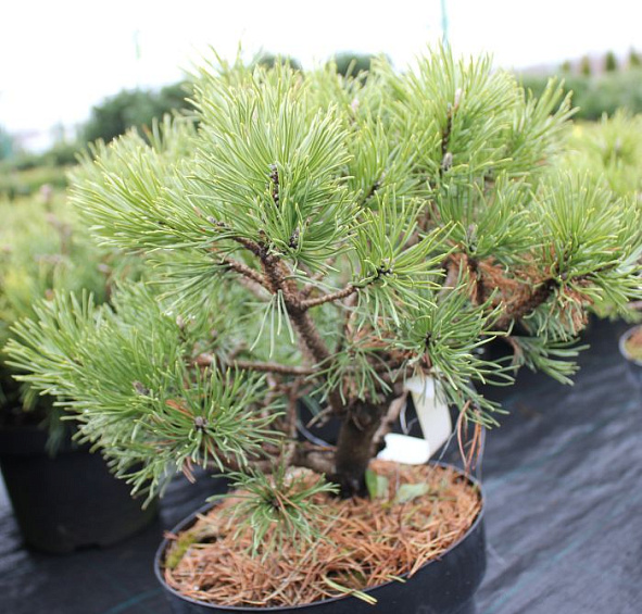 Сосна горная 'Мопс'