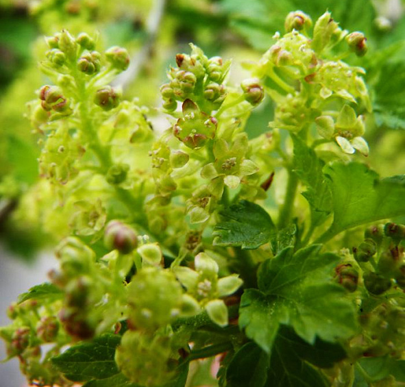 Смородина альпийская 'Шмидт'