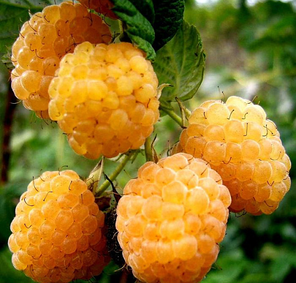 Малина 'Желтый гигант'