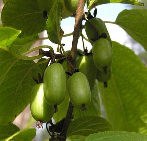 Актинидия Коломикта 'Изобильная'