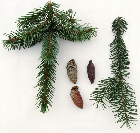 Ель сербская