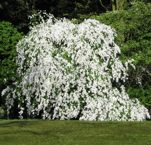 Экзохорда крупноцветковая 'Брайд'