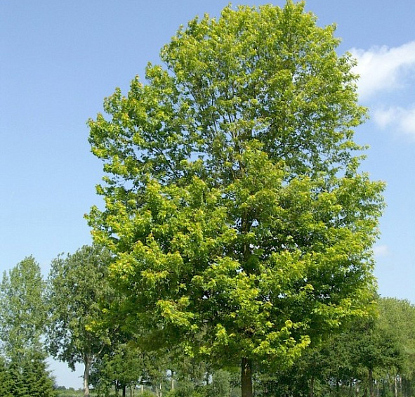 Клен сахарный (серебристый) 'Пирамидале'