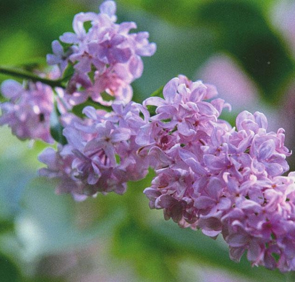 Сирень обыкновенная 'Пирлесс Пинк' (розово - лиловый)