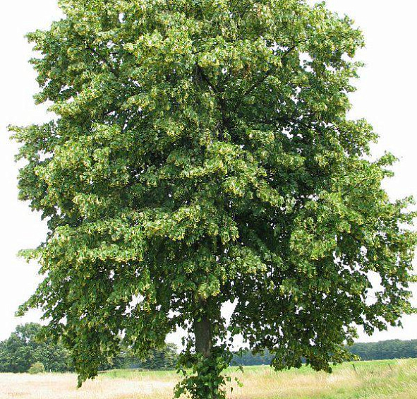 Липа европейская 'Паллида'