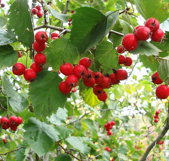 Боярышник однопестичный