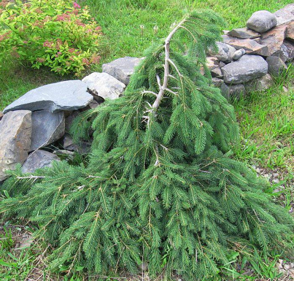 Ель обыкновенная Форманек ( Formanek)