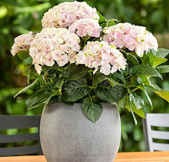 Гортензия крупнолистная 'Элегант Роза'