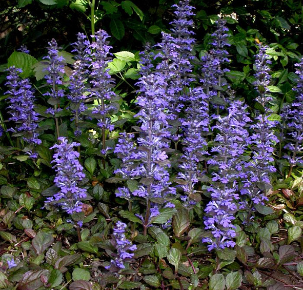 Живучка (аюга) пурпурная