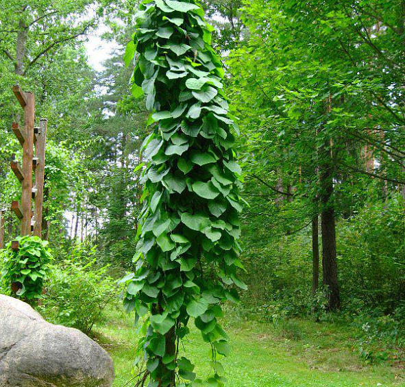 Аристолохия крупнолистная