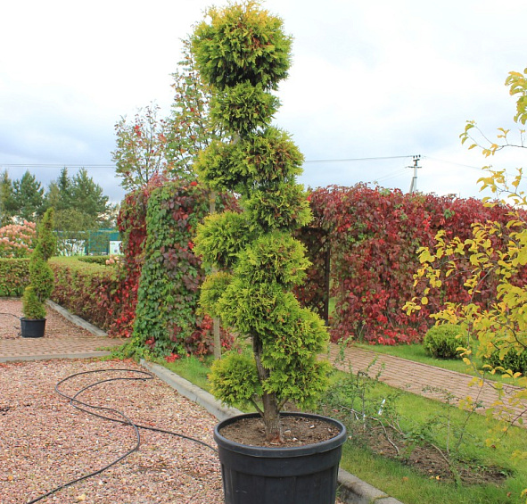 Туя западная 'Еллоу Риббон' бонсай