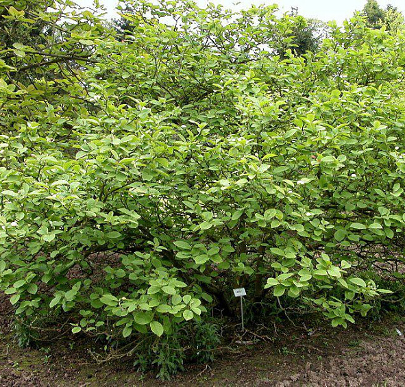 Магнолия Зибольда