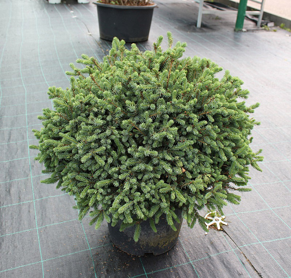 Ель сизая (канадская, белая) 'Эхиниформис'