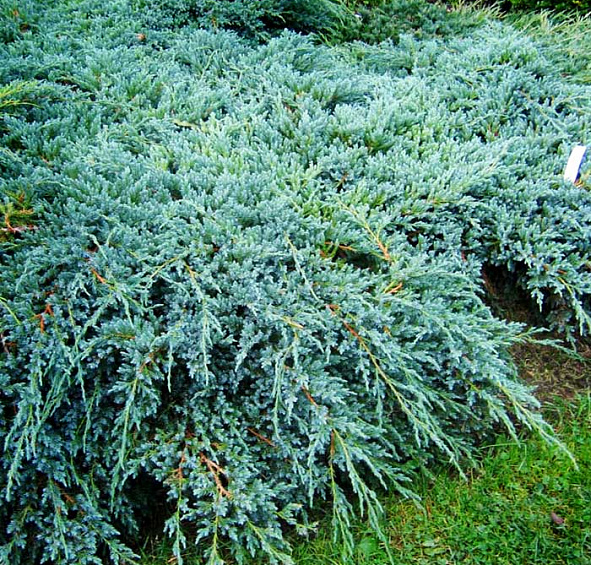 Можжевельник чешуйчатый 'Блу Карпет'