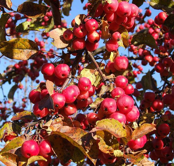 Яблоня Ред Сентинел