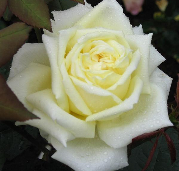 Роза Жанна Моро (Jeanne Moreau)