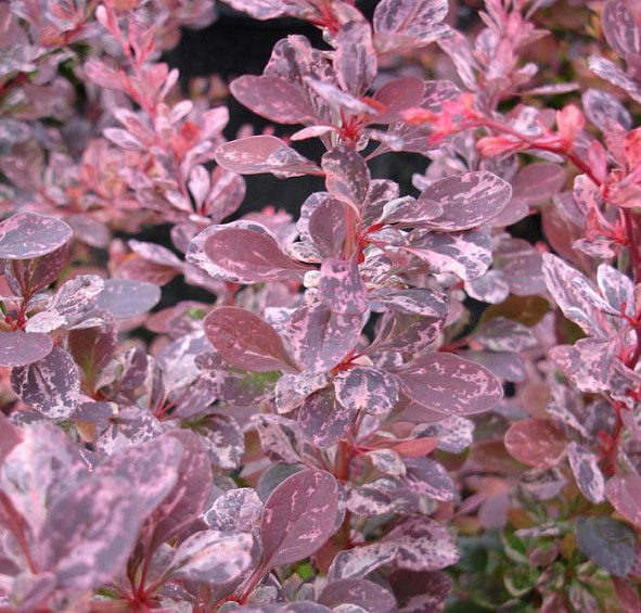 Барбарис Тунберга 'Старберст'