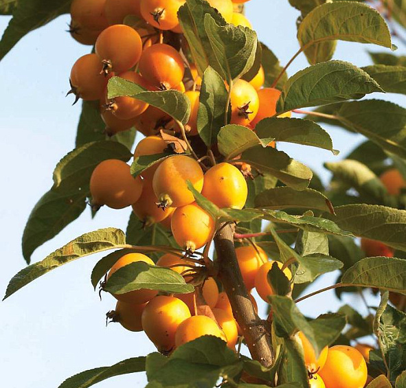 Яблоня декоративная 'Голден Хорнет'