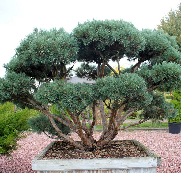 Сосна обыкновенная 'Ватерери' бонсай