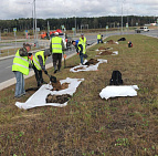 Благоустройство дорожного участка в посёлке Комунарка – Южный Озелеленение Комунарка