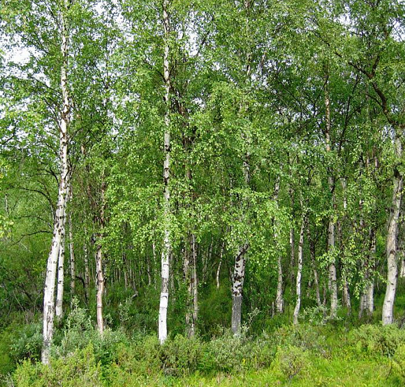 Береза повислая