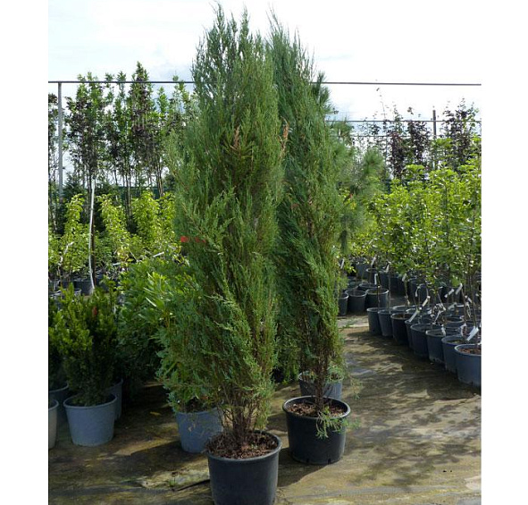 Можжевельник скальный 'Блу Арроу'