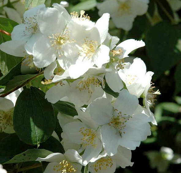 Чубушник 'Дам Бланш'