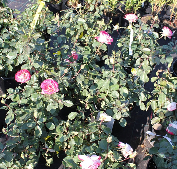 Роза 'Мауритус' (чайно-гибридная) (бело розовая)