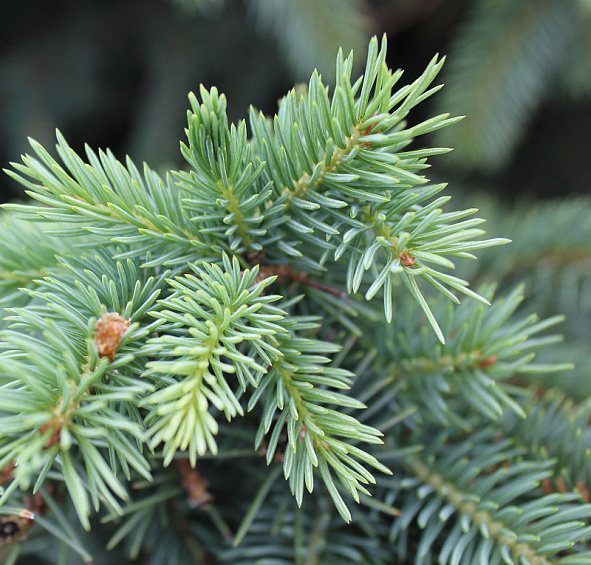 Ель колючая 'Глаука'