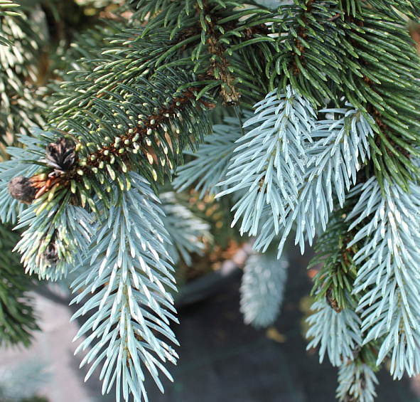 Ель колючая 'Хупси'