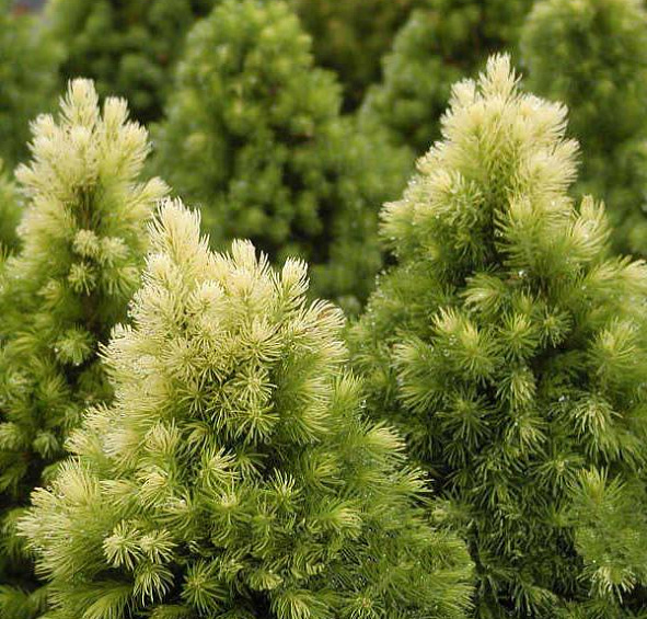 Ель сизая (канадская, белая) 'Дейзи Уайт'