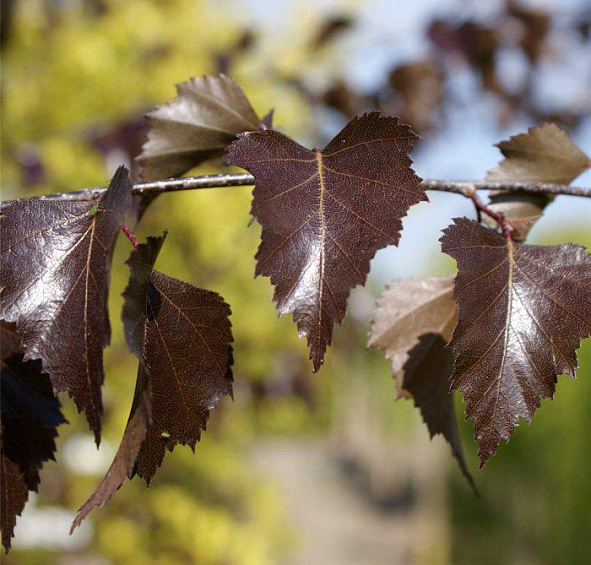 Береза повислая 'Пурпуреа'