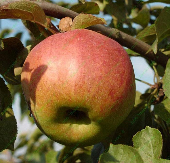 Яблоня домашняя 'Жигулевское'