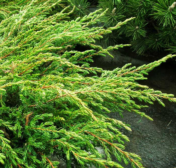 Можжевельник обыкновенный Репанда (Repanda)