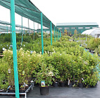 Фотоальбом Садовый центр Южный, 2012 г. Садовый центр Южный, 2012 г.