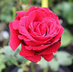 Фотоальбом Садовый центр Южный, 2012 г. Садовый центр Южный, 2012 г.