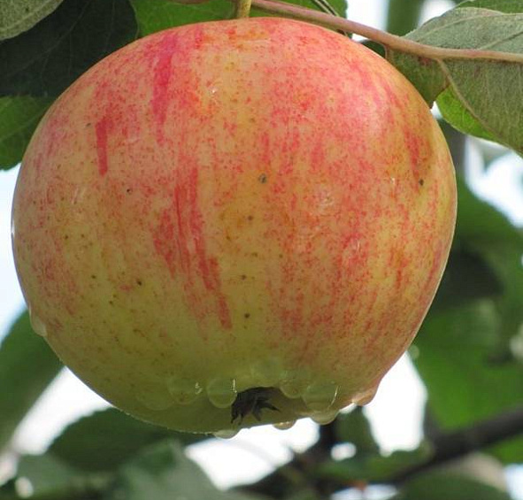 Яблоня домашняя 'Орлинка'