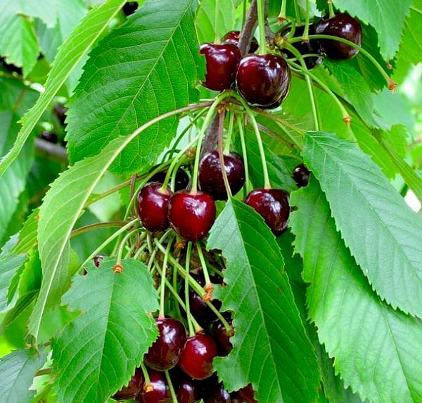 Черешня 'Овстуженка'