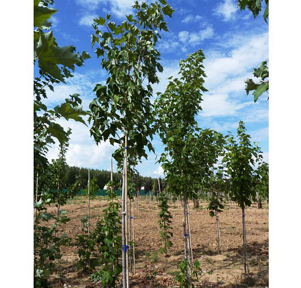 Клен сахарный (серебристый)