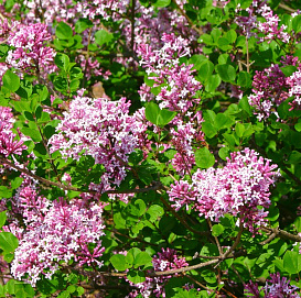 Сирень Мейера