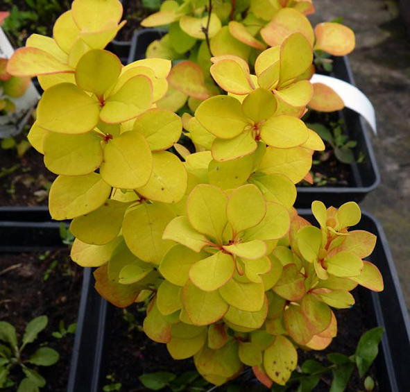 Барбарис вильсона Марианна (Marianne)