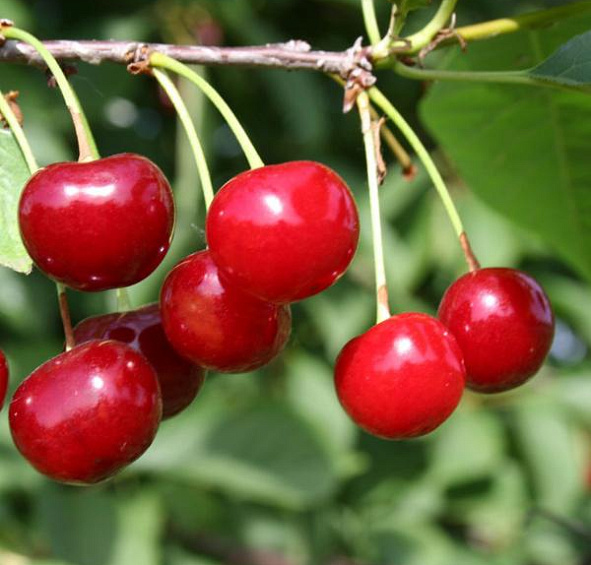 Вишня Малиновка