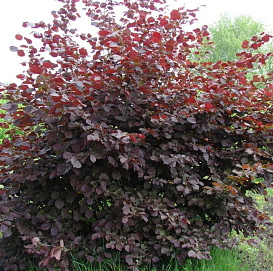 Лещина обыкновенная (артропурпуреа)						