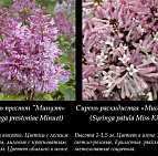 Фотоальбом Коллекция сиреней Коллекция сирени 24