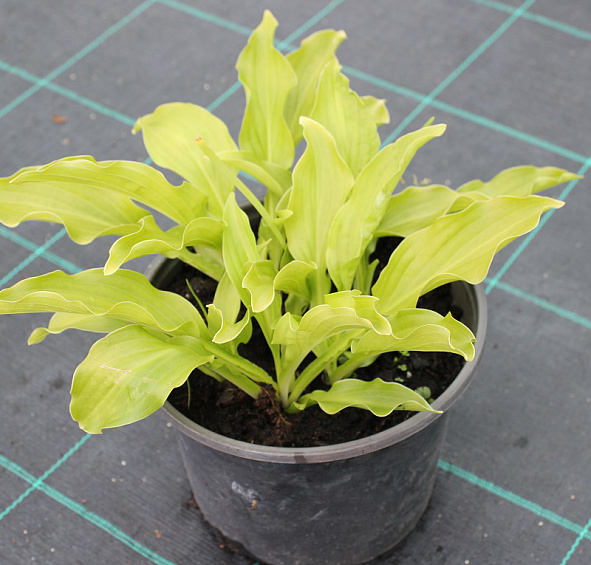 Хоста гибридная 'Либерти'