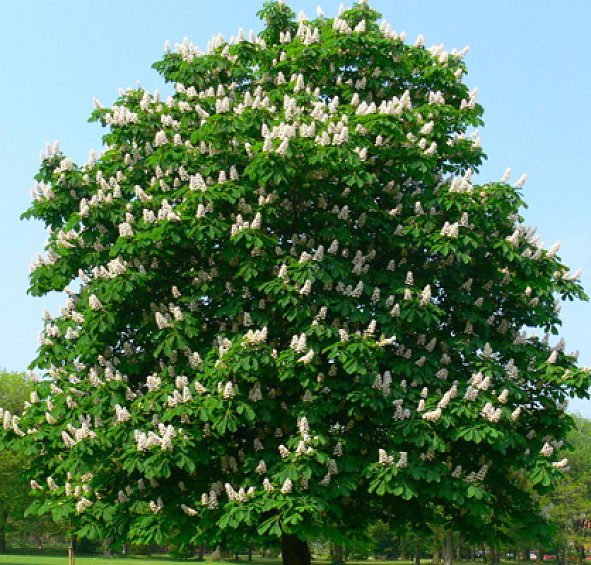 Каштан конский