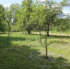 Благоустройство территории Государственного музея-заповедника А.С. Пушкина – Южный Аллея